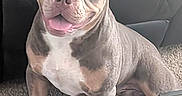 Dutch joined the competition — help win amazing prizes! dog, bulldog, canine, pet, sitting, indoors, couch, carpet, portrait, happy, tongue, open_mouth, short_hair, muscular, gray_coat, white_chest, floppy_ears, home, furniture, photography