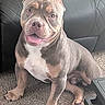 dog, bulldog, canine, pet, sitting, indoors, couch, carpet, portrait, happy, tongue, open_mouth, short_hair, muscular, gray_coat, white_chest, floppy_ears, home, furniture, photography