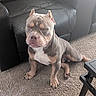 Dutch is registered to the contest to win money with this photo: dog, bulldog, canine, pet, sitting, sleepy, wrinkled_face, short_muzzle, muscular, brown_coat, white_chest, indoor, living_room, carpet, leather_couch, sunlight, cable, furniture, portrait, cute