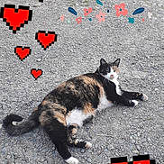 Orka a rejoint le concours — aidez-le/la à gagner de superbes lots ! adorable, animal, calico_cat, cat, colorful, cute, digital_art, feline, fluffy, gravel, heart, lying_down, nature, outdoor, patterned, pet, pixel_hearts, relaxed, tail, whiskers