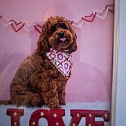 Mia is registered to the contest to win money with this photo: adorable, animal, background, bandana, brown_dog, cozy, cute, decor, dog, fluffy, furry, heart_garland, holiday_theme, indoor, love_sign, marquee_letters, pet, pink_wall, portrait, sitting