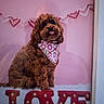 adorable, animal, background, bandana, brown_dog, cozy, cute, decor, dog, fluffy, furry, heart_garland, holiday_theme, indoor, love_sign, marquee_letters, pet, pink_wall, portrait, sitting