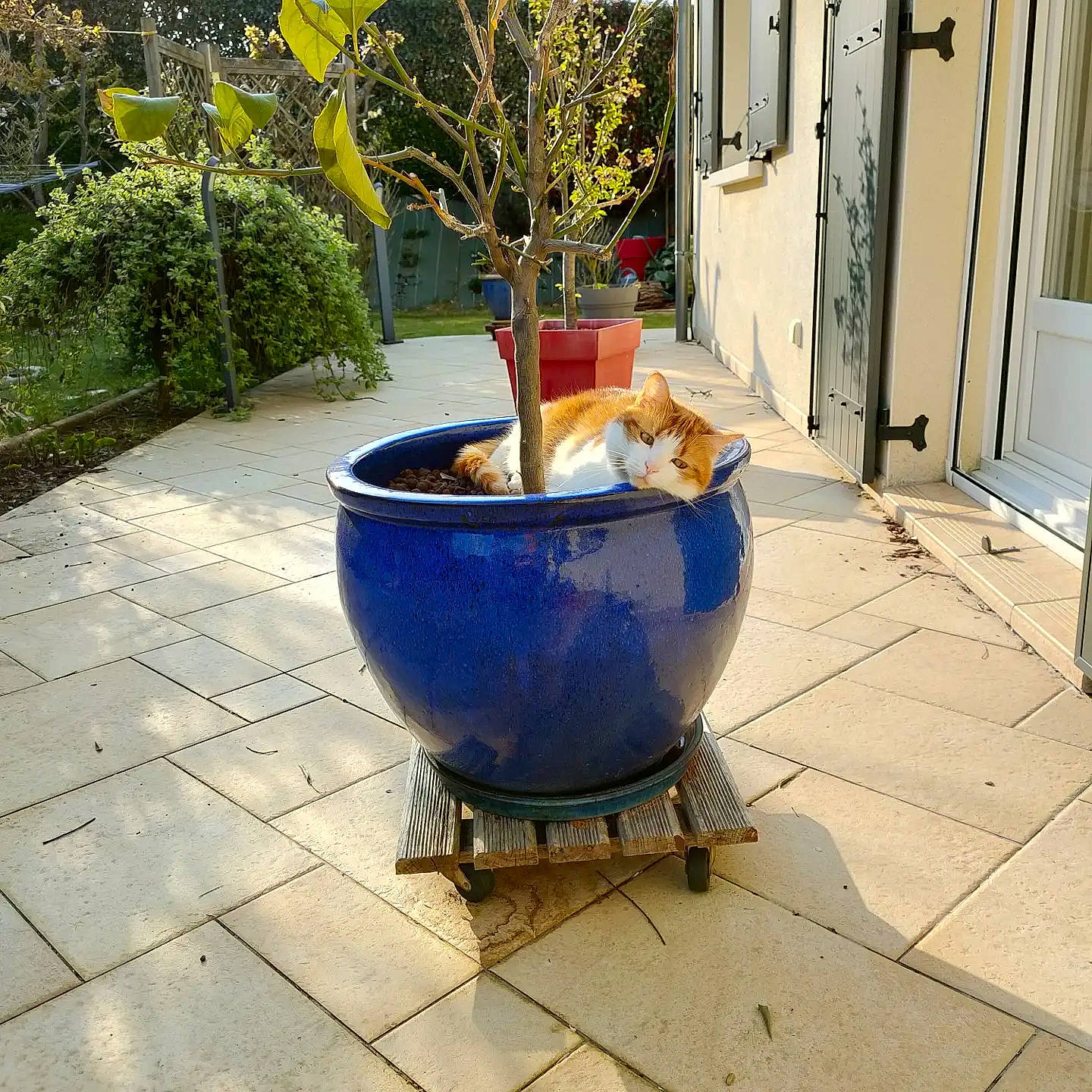 Niki participe au concours pour gagner de l'argent avec cette photo : art, cart, concrete, cooking, cookware_and_bakeware, door, flooring, flowerpot, font, garden, gas, houseplant, landscape, landscaping, plant, road_surface, room, water_feature, window, wood