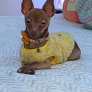Bella is registered to the contest to win money with this photo: accessory, bed, bedroom, big_ears, blanket, chihuahua, collar, cozy, crossed_paws, cute, dog, domestic_animal, fur, indoor, pet, pet_tag, portrait, resting, small_dog, yellow_sweater
