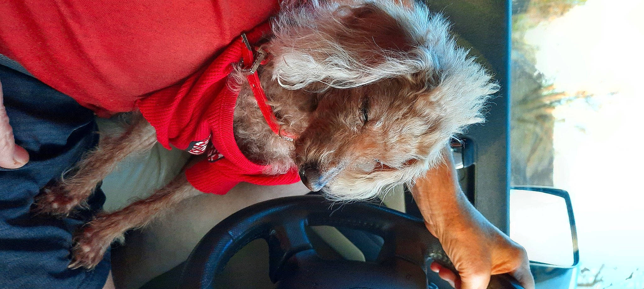 Reesey Shaw joined the competition — help win amazing prizes! automotive_exterior, automotive_lighting, carnivore, comfort, companion_dog, dog, dog_breed, fawn, felidae, finger, human_leg, lap, mammal, seat_belt, small_to_medium_sized_cats, snout, vehicle_door, vertebrate, whiskers, windshield