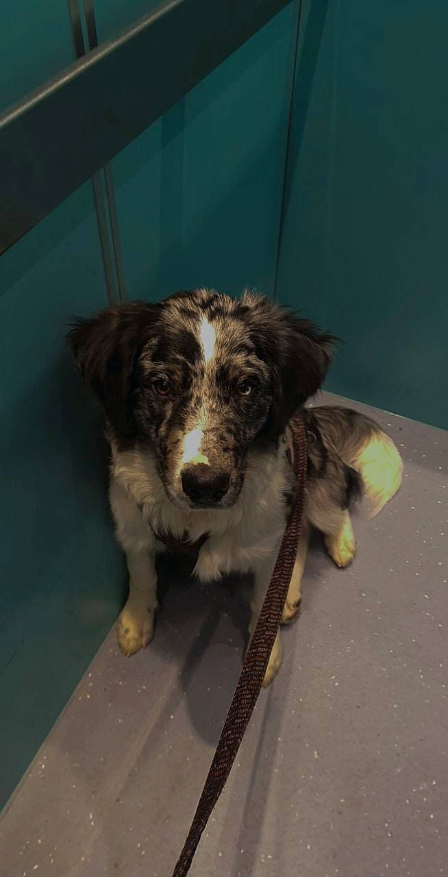 Saïko a rejoint le concours — aidez-le/la à gagner de superbes lots ! australian_collie, border_collie, bored, canidae, carnivore, companion_dog, dog, dog_breed, fang, fur, gun_dog, herding_dog, liver, pont_audemer_spaniel, snout, terrestrial_animal, whiskers, working_animal, working_dog