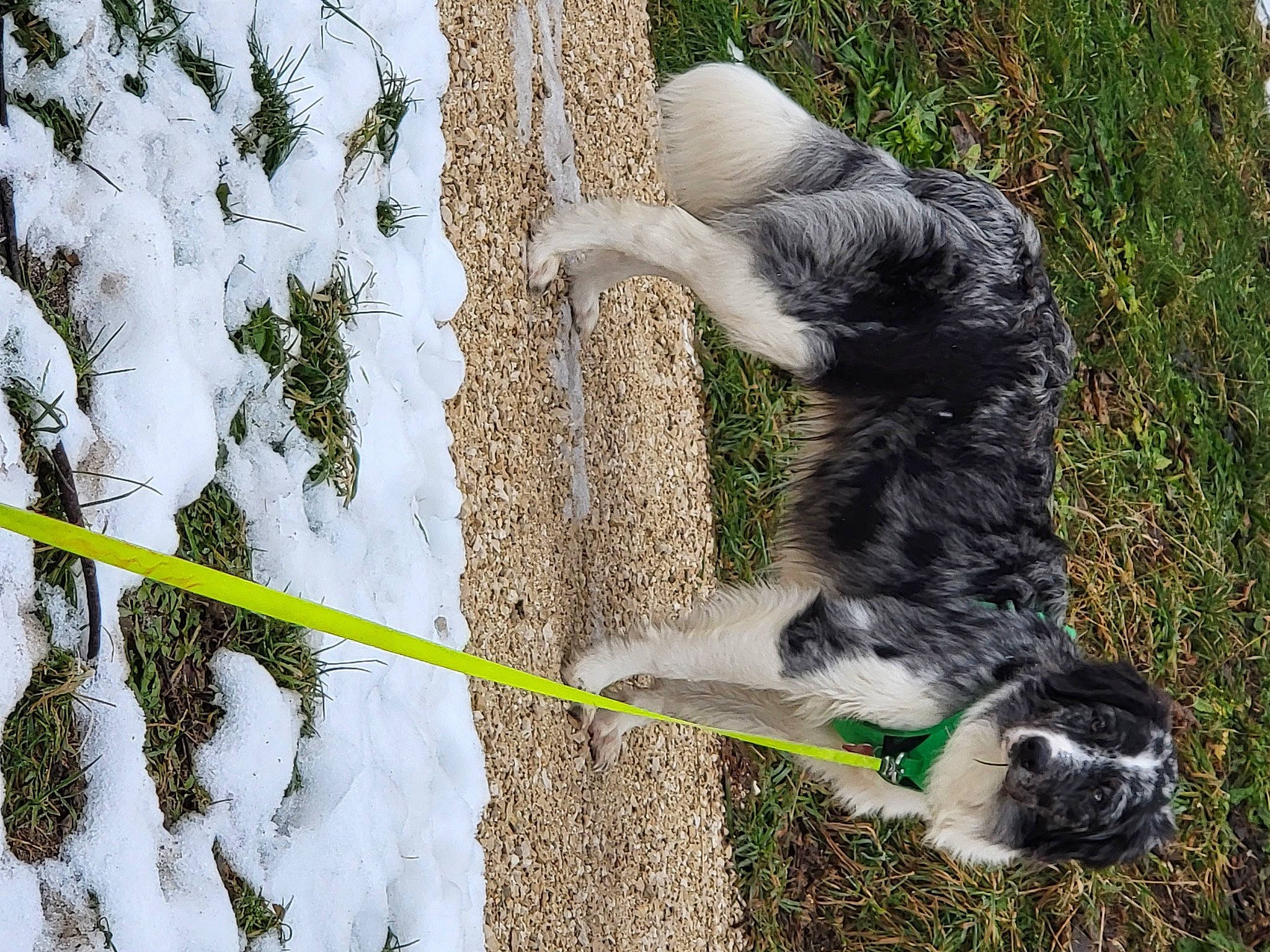 Saïko a rejoint le concours — aidez-le/la à gagner de superbes lots ! canidae, carnivore, companion_dog, dog, dog_breed, freezing, fur, grass, plant, slope, snow, soil, sporting_group, tail, terrestrial_animal, tree, twig, wildlife, winter, working_animal