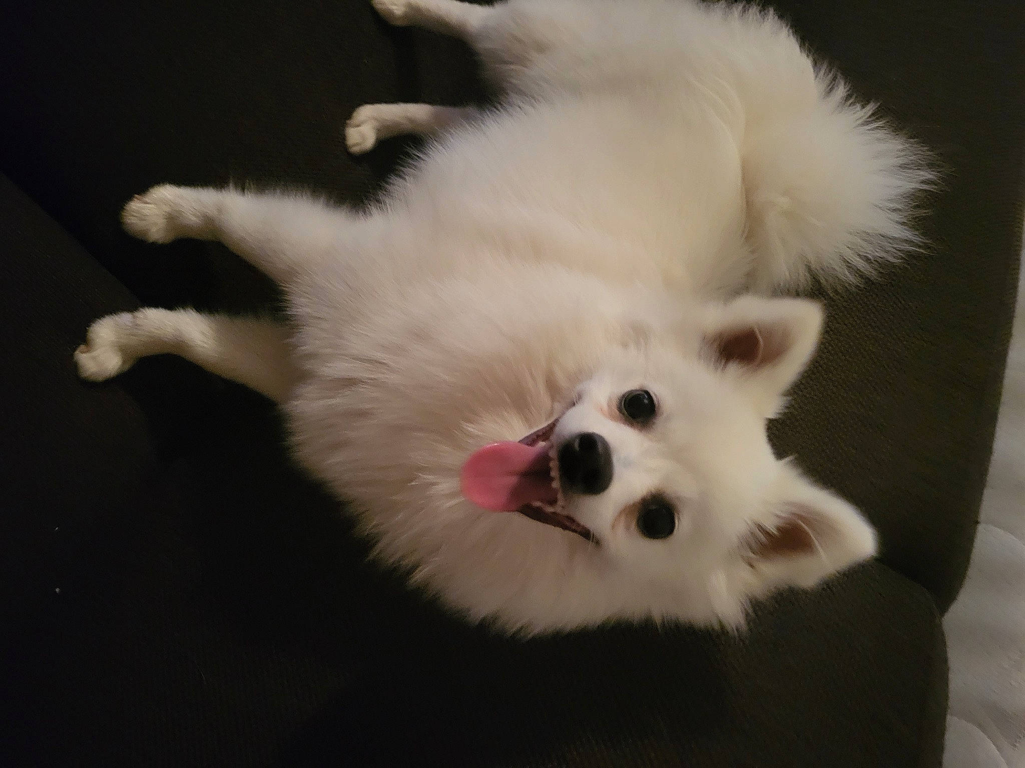 Mayli a rejoint le concours — aidez-le/la à gagner de superbes lots ! american_eskimo_dog, canidae, carnivore, companion_dog, dog, dog_breed, dog_supply, ear, fawn, fur, german_spitz, german_spitz_klein, samoyed, snout, spitz, sporting_group, toy_dog, volpino_italiano, whiskers, working_animal