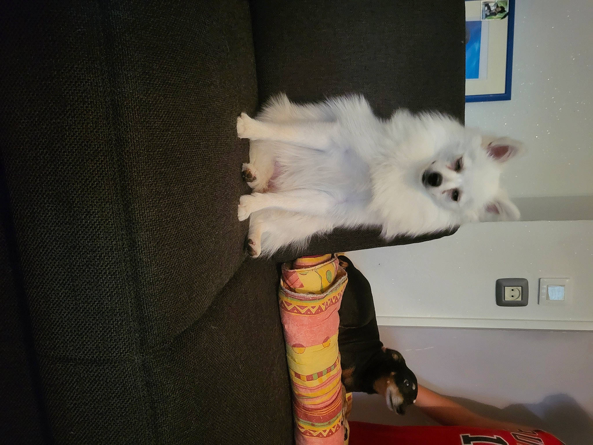 Mayli participe au concours pour gagner de l'argent avec cette photo : abdomen, canidae, carnivore, cat, chair, companion_dog, fawn, felidae, fur, human_leg, knee, paw, small_to_medium_sized_cats, tail, thigh, whiskers