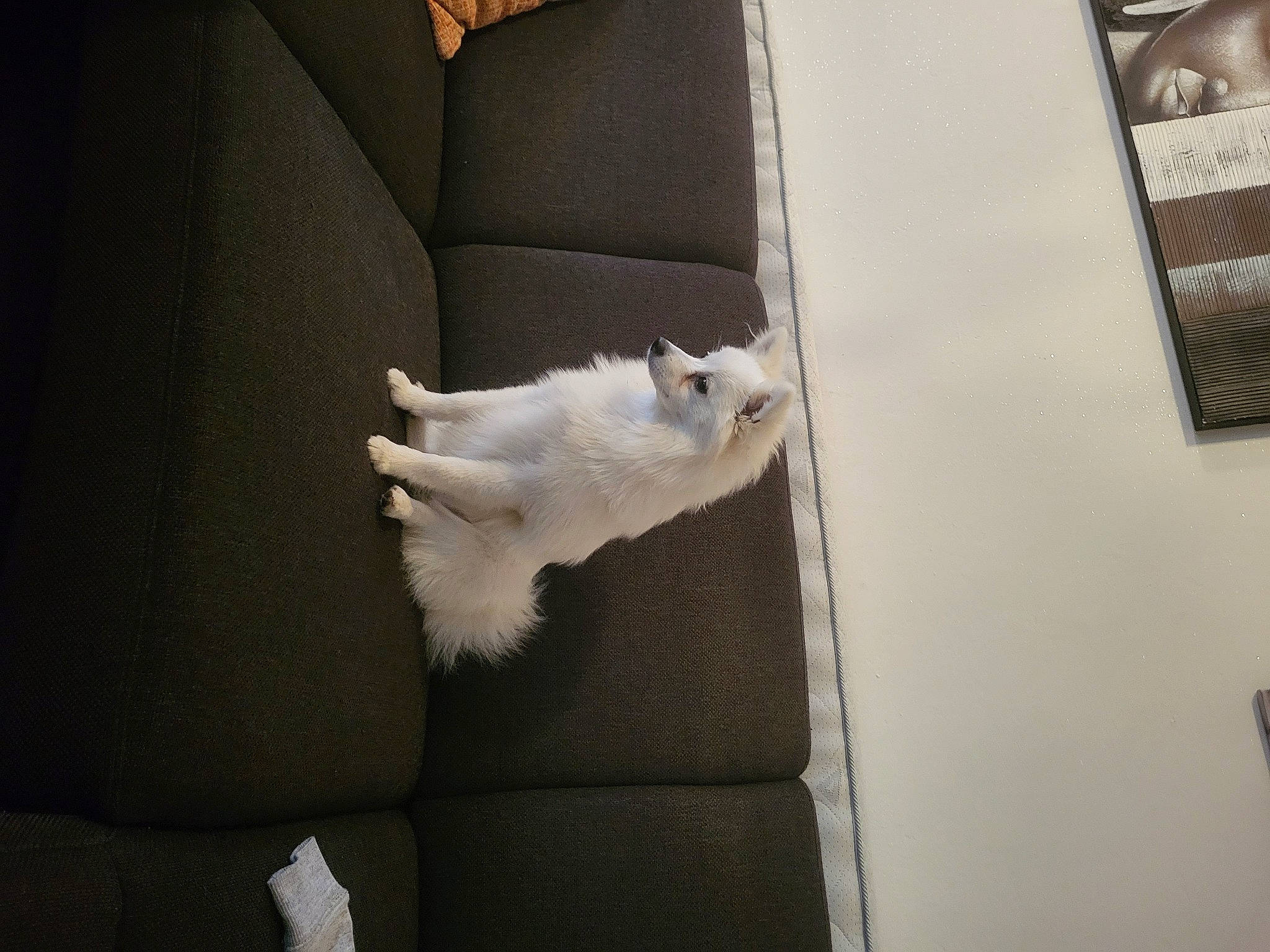 Mayli participe au concours pour gagner de l'argent avec cette photo : bedding, carnivore, cat, comfort, companion_dog, couch, domestic_short_haired_cat, fawn, felidae, flooring, fur, hardwood, human_leg, linens, paw, room, small_to_medium_sized_cats, tail, whiskers, wood