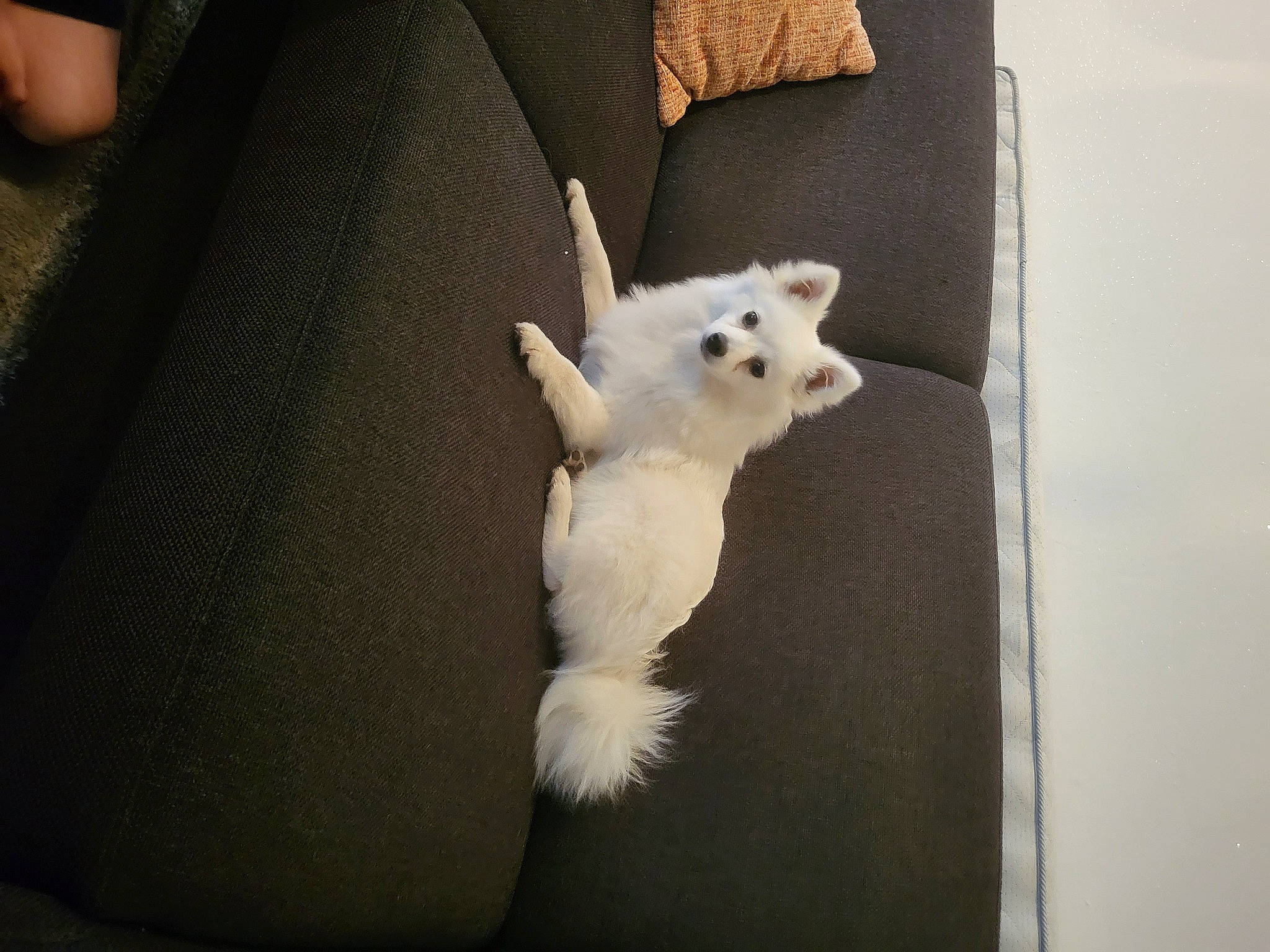 Mayli a rejoint le concours — aidez-le/la à gagner de superbes lots ! american_eskimo_dog, canidae, carnivore, comfort, companion_dog, couch, dog, dog_breed, fawn, felidae, fur, paw, small_terrier, small_to_medium_sized_cats, tail, terrestrial_animal, toy_dog, whiskers, wood, working_animal