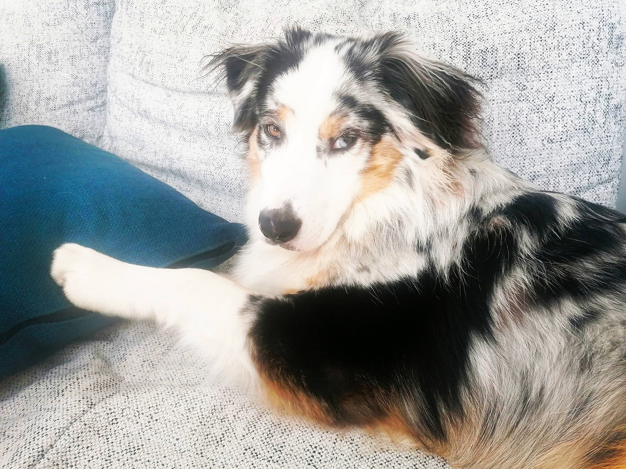 Soma participe au concours pour gagner de l'argent avec cette photo : border_collie, canidae, carnivore, companion_dog, dog, dog_breed, fur, herding_dog, snout, sporting_group, terrestrial_animal, texas_heeler, whiskers, working_animal, working_dog