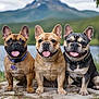 dog, french_bulldog, trio, outdoors, lake, mountain, grass, rock, paws, tongue, collar, tag, sitting, pet, portrait, happy, smile, ears, nature, canine