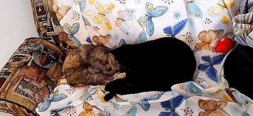 Misty participe au concours pour gagner de l'argent avec cette photo : bedding, black_cat, bombay, brown, canidae, carnivore, cat, comfort, couch, dog_breed, domestic_short_haired_cat, fawn, felidae, fur, linens, nap, small_to_medium_sized_cats, sporting_group, tail, whiskers