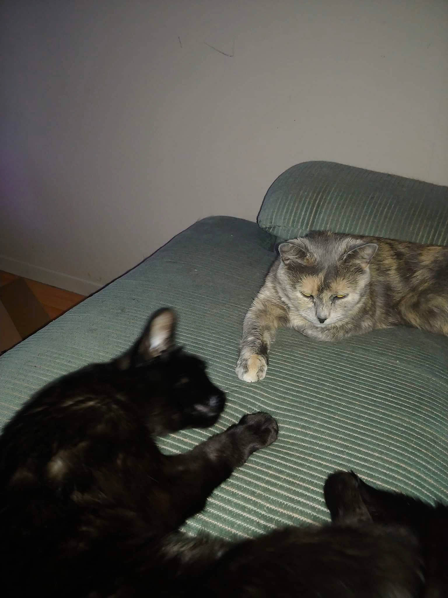 Robine a rejoint le concours — aidez-le/la à gagner de superbes lots ! carnivore, cat, comfort, darkness, domestic_short_haired_cat, felidae, flooring, fur, grey, hardwood, nap, paw, room, sitting, small_to_medium_sized_cats, tail, terrestrial_animal, whiskers, wildlife, wood