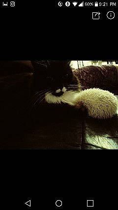 Chanelle a rejoint le concours — aidez-le/la à gagner de superbes lots ! automotive_lighting, carnivore, cat, cloud, comfort, darkness, felidae, font, fur, gesture, human_leg, paw, sky, small_to_medium_sized_cats, snout, stuffed_toy, tail, tints_and_shades, whiskers, window