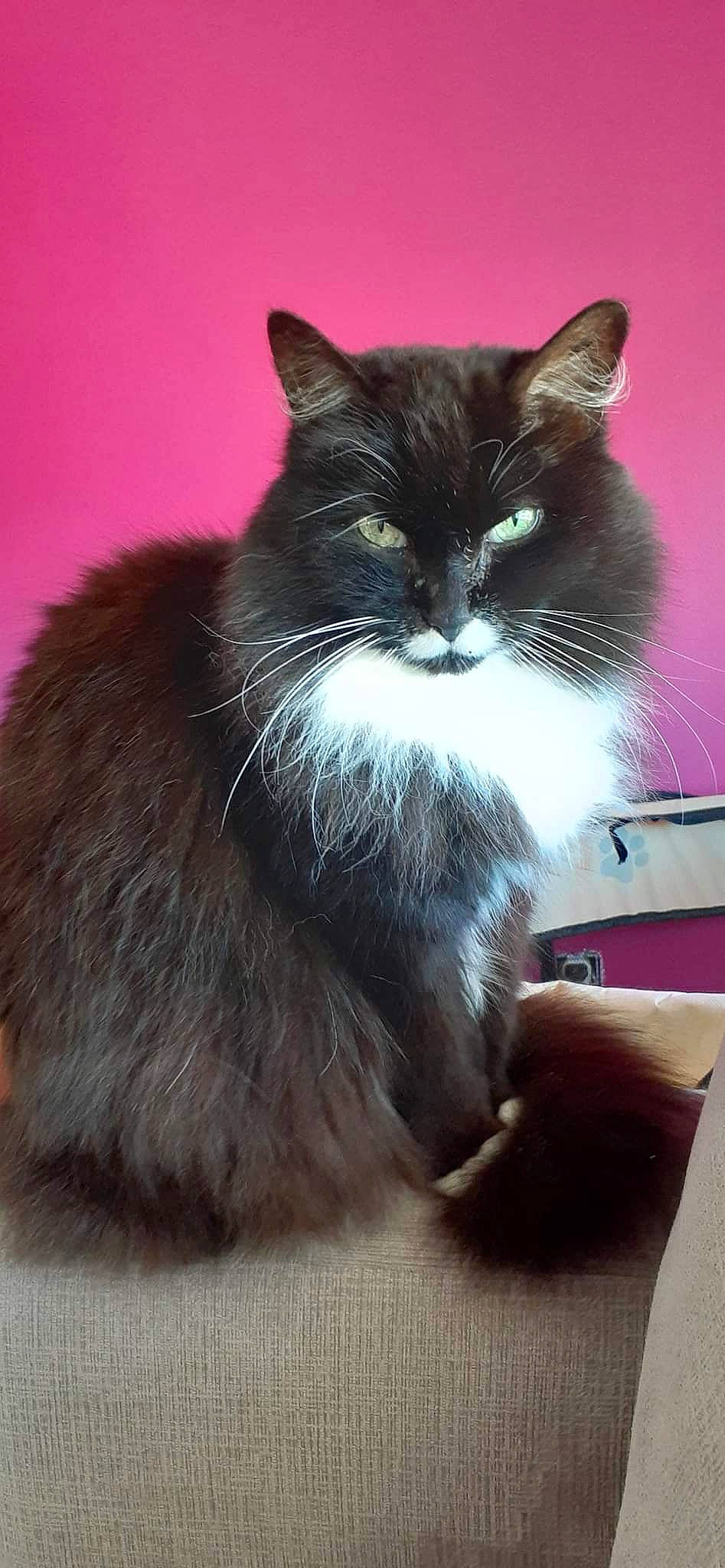 Chanelle participe au concours pour gagner de l'argent avec cette photo : black_cat, box, british_longhair, carnivore, cat, claw, comfort, domestic_short_haired_cat, felidae, flooring, fur, grey, paw, sitting, small_to_medium_sized_cats, snout, tail, whiskers