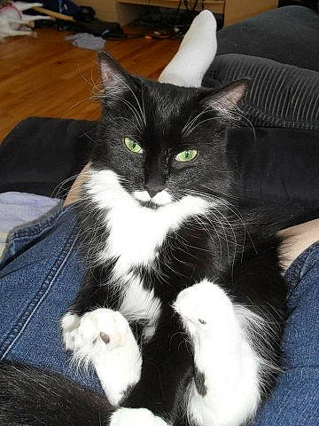 Chanelle participe au concours pour gagner de l'argent avec cette photo : box, carnivore, cat, claw, comfort, couch, domestic_short_haired_cat, felidae, flooring, foot, fur, hardwood, lap, paw, sitting, small_to_medium_sized_cats, snout, tail, terrestrial_animal, whiskers