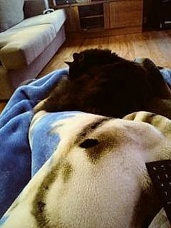 Chanelle a rejoint le concours — aidez-le/la à gagner de superbes lots ! carnivore, cloud, comfort, companion_dog, dog, dog_breed, fawn, felidae, flooring, fur, linens, room, small_to_medium_sized_cats, snout, sporting_group, tail, tints_and_shades, whiskers, wood, working_animal