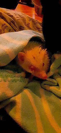 Ernest a rejoint le concours — aidez-le/la à gagner de superbes lots ! _geese_and_swans, beak, bird, duck, ducks, eye, fawn, feather, felidae, fowl, fur, livestock, poultry, small_to_medium_sized_cats, snout, tail, terrestrial_animal, water_bird, waterfowl, whiskers