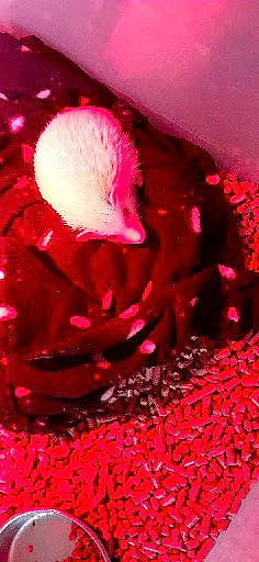 Ernest participe au concours pour gagner de l'argent avec cette photo : annual_plant, carmine, circle, close_up, entertainment, event, flower, flowering_plant, liquid, macro_photography, magenta, organism, petal, pink, plant, pollen, red, rose_family, rose_order, sweetness