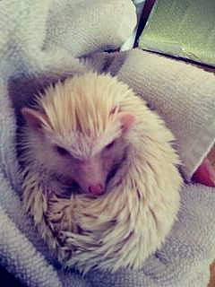 Ernest a rejoint le concours — aidez-le/la à gagner de superbes lots ! beak, bird, claw, cloud, electric_blue, feather, felidae, fur, iris, paw, poultry, sky, small_to_medium_sized_cats, snout, tail, terrestrial_animal, textile, whiskers, wildlife, wing