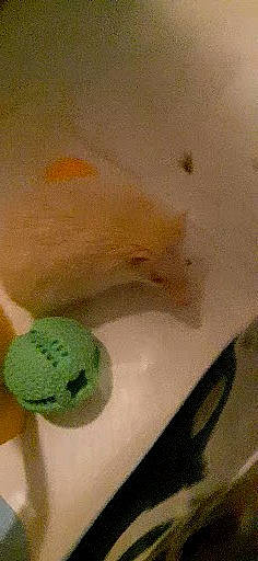 Ernest participe au concours pour gagner de l'argent avec cette photo : bathing, chicken, comfort_food, cuisine, dessert, dish, fast_food, foam, food, frozen_dessert, fur, garnish, ingredient, lemon, lime, nail, produce, recipe, sweetness, wool