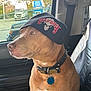 animal, beanie, black_beanie, blue_tag, brown_dog, car_interior, casual, daylight, dog, dog_collar, hat, indoor, looking_out_window, parked_vehicles, pet, seated, side_view, thoughtful, trucks, window