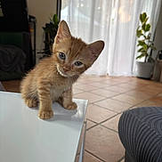 Lucky participe au concours pour gagner de l'argent avec cette photo : kitten, cat, orange_tabby, pet, curious, table, indoor, tile_floor, plant, potted_plant, window, curtains, natural_light, cute, small, fur, whiskers, ears, animal, domestic