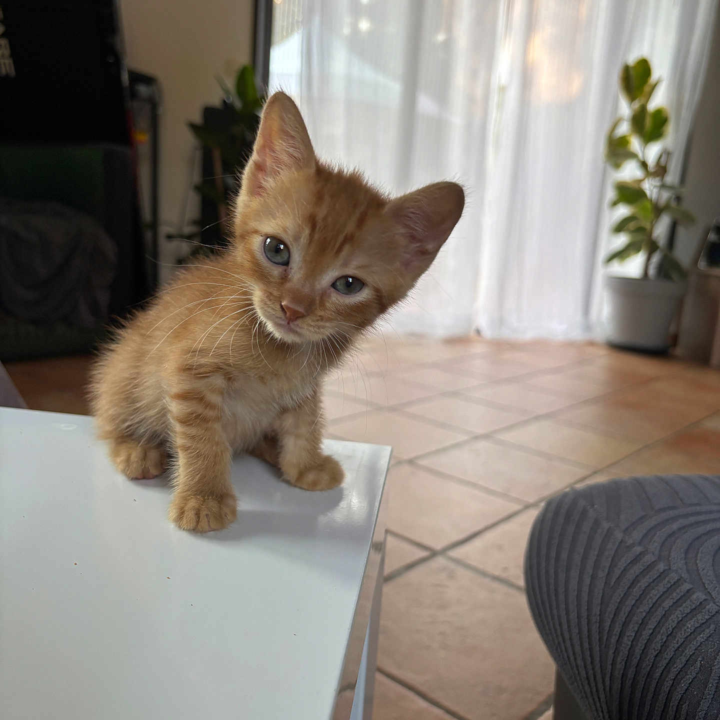 Lucky participe au concours pour gagner de l'argent avec cette photo : animal, cat, curious, curtains, cute, domestic, ears, fur, indoor, kitten, natural_light, orange_tabby, pet, plant, potted_plant, small, table, tile_floor, whiskers, window