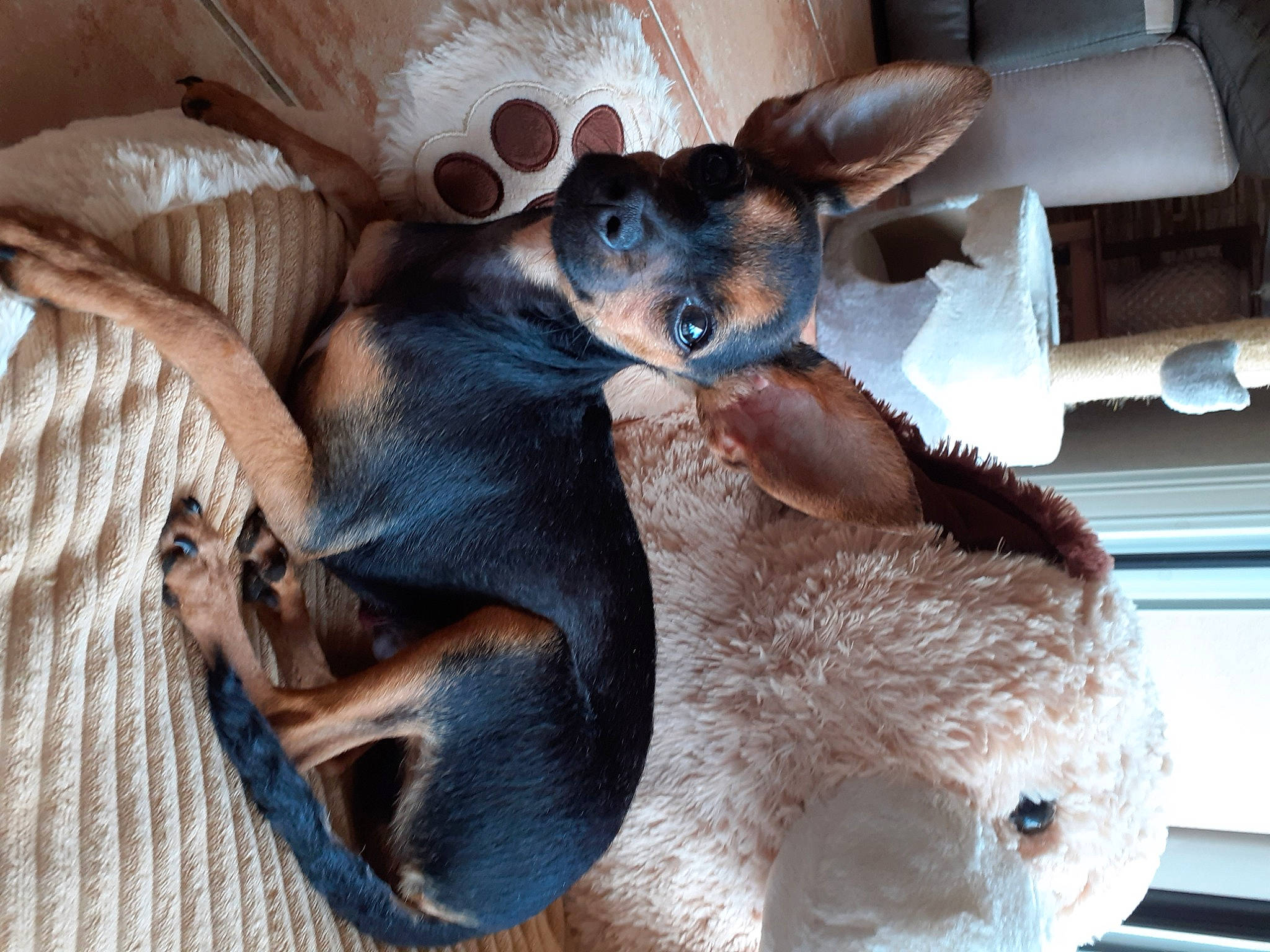 Trésor a rejoint le concours — aidez-le/la à gagner de superbes lots ! canidae, carnivore, comfort, companion_dog, dog, dog_breed, ear, fawn, fur, mammal, paw, snout, sporting_group, stuffed_toy, toy, toy_dog, vertebrate, whiskers, wood, working_animal