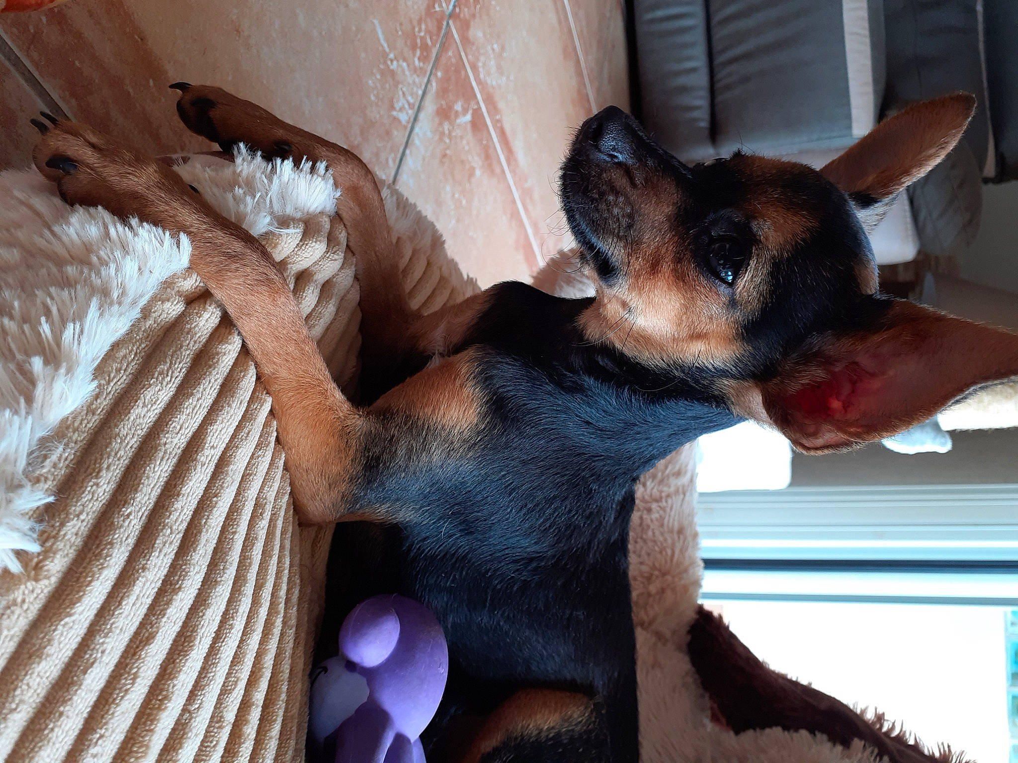 Trésor participe au concours pour gagner de l'argent avec cette photo : basenji, canidae, carnivore, comfort, companion_dog, dog, dog_breed, dog_sports, ear, fawn, fur, paw, snout, sporting_group, tail, toy_dog, whiskers, window, wood, working_animal