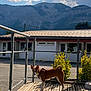 dog, wooden_platform, metal_railings, shadow, sunlight, building, door, window, mountain, cloud, sky, plant, shrub, pavement, outdoor, daytime, pet, animal, nature, scenic