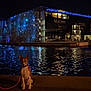 dog, animal, night, water, reflection, building, leash, sitting, outdoor, cityscape, modern_architecture, blue_lights, waterfront, calm, pet, dark, urban, evening, quiet, architecture