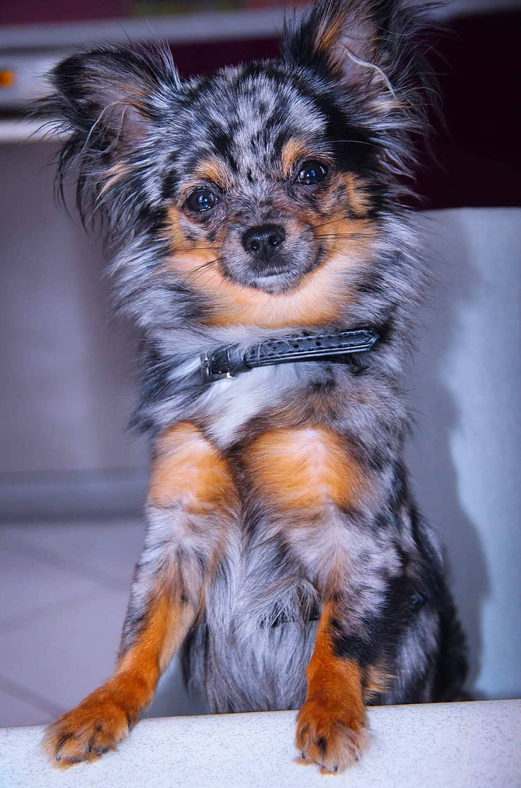 Nélia a rejoint le concours — aidez-le/la à gagner de superbes lots ! canidae, carnivore, chihuahua, companion_dog, dog, dog_breed, fawn, fur, mammal, puppy, rare_breed_dog, russkiy_toy, snout, sporting_group, terrier, toy_dog, vertebrate, whiskers, yorkipoo