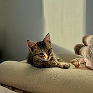 Léon participe au concours pour gagner de l'argent avec cette photo : cat, cozy, cushion, cute, domestic_animal, ears, feline, fur, indoor, kitten, paw, pet, plush_toy, relaxing, resting, shadow, soft_light, sunlight, whiskers, young_animal