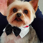 Coquin a rejoint le concours — aidez-le/la à gagner de superbes lots ! dog, small_dog, bow_tie, pet, fluffy_fur, white_fur, brown_fur, collar, cute, portrait, indoors, person, navy_shirt, pet_accessory, animal, companion, close_up, face, ears, eyes