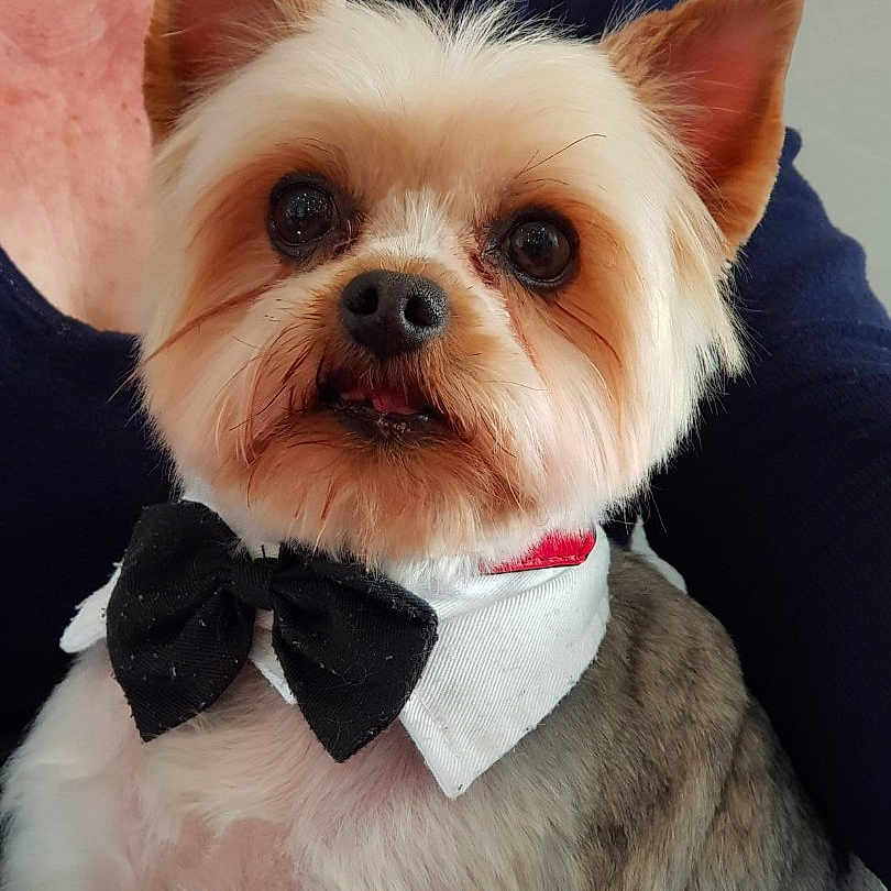 Coquin a rejoint le concours — aidez-le/la à gagner de superbes lots ! animal, bow_tie, brown_fur, close_up, collar, companion, cute, dog, ears, eyes, face, fluffy_fur, indoors, navy_shirt, person, pet, pet_accessory, portrait, small_dog, white_fur