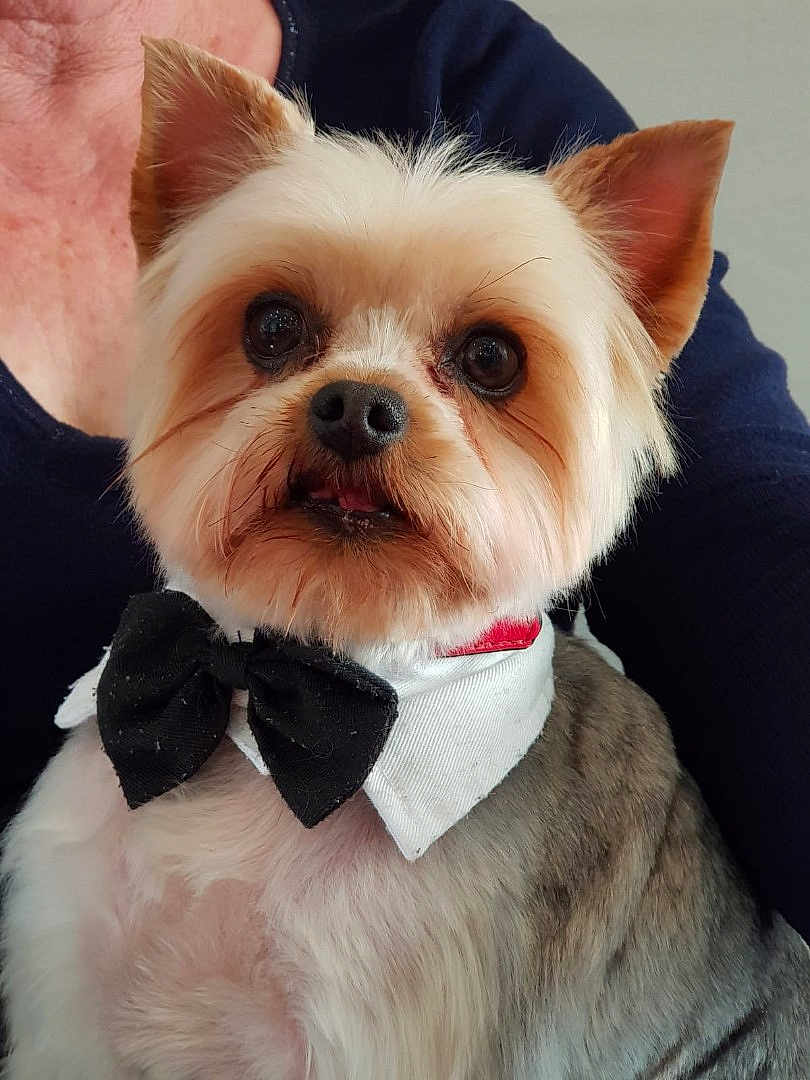 Coquin a rejoint le concours — aidez-le/la à gagner de superbes lots ! dog, small_dog, bow_tie, pet, fluffy_fur, white_fur, brown_fur, collar, cute, portrait, indoors, person, navy_shirt, pet_accessory, animal, companion, close_up, face, ears, eyes