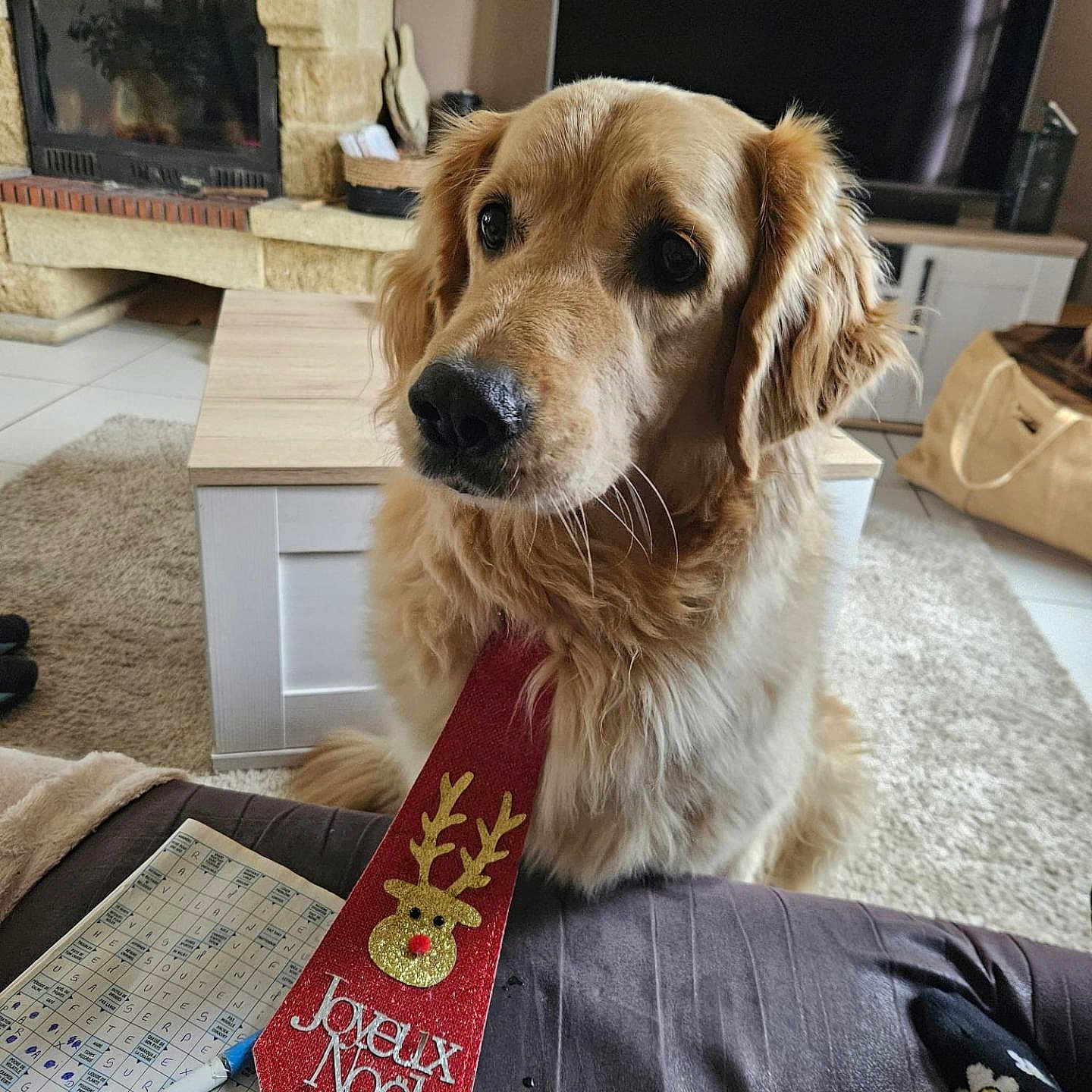 Olaf participe au concours pour gagner de l'argent avec cette photo : animal, architecture, building, canine, computerhardware, dog, electronics, fireplace, furniture, goldenretriever, hardware, indoors, livingroom, monitor, pen, pet, plant, pottedplant, room, screen