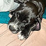 Speak a rejoint le concours — aidez-le/la à gagner de superbes lots ! puppy, dog, sleeping, close_up, black_and_white, paw, claws, blanket, indoors, cute, pet, resting, soft_texture, fur, animal, nap, cozy, young_dog, adorable, peaceful