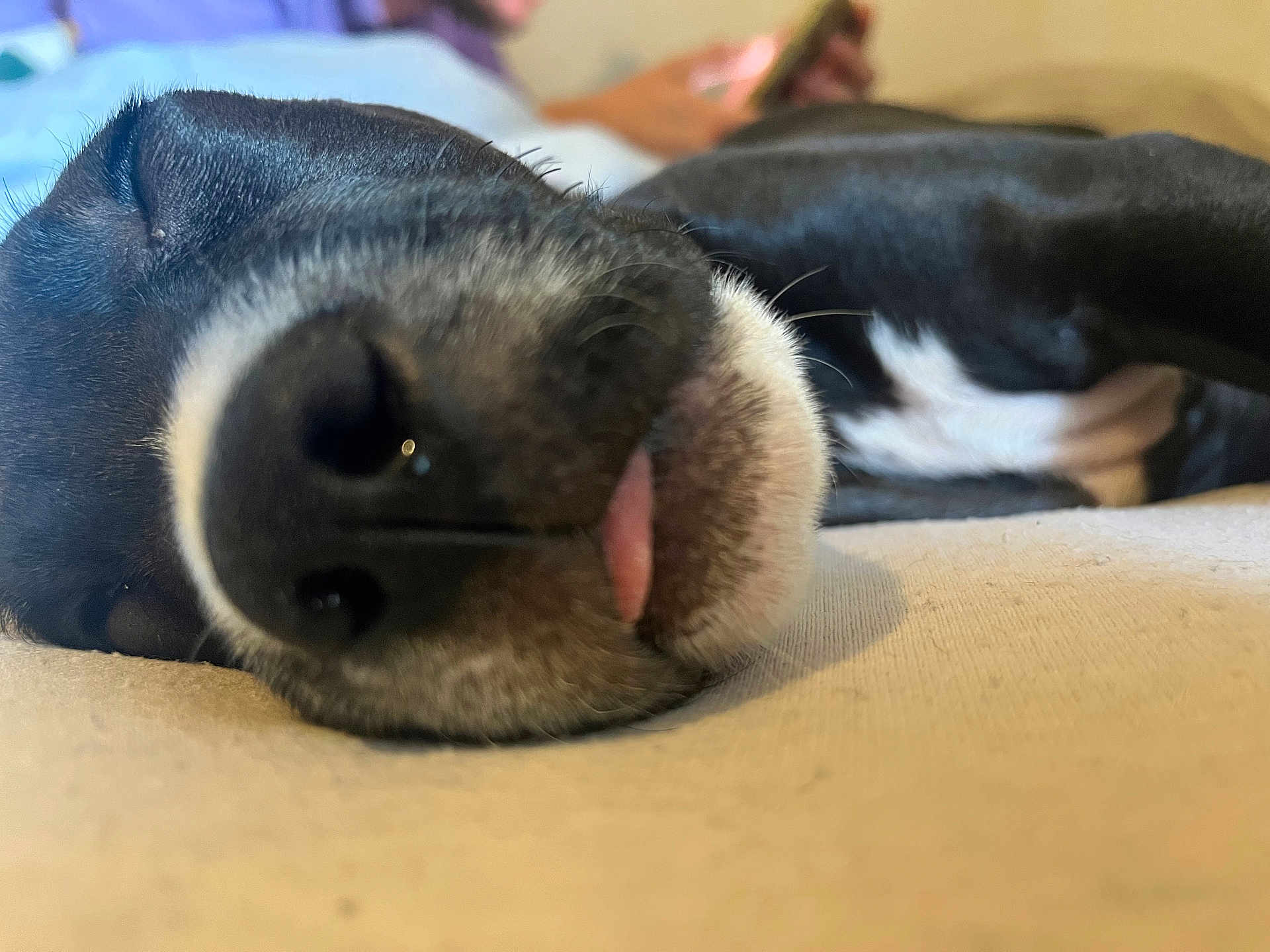 Speak a rejoint le concours — aidez-le/la à gagner de superbes lots ! dog, sleeping, close_up, black_and_white, tongue_out, pet, animal, resting, cute, indoor, fur, canine, snout, nose, relaxed, laying_down, domestic_animal, face, whiskers, peaceful