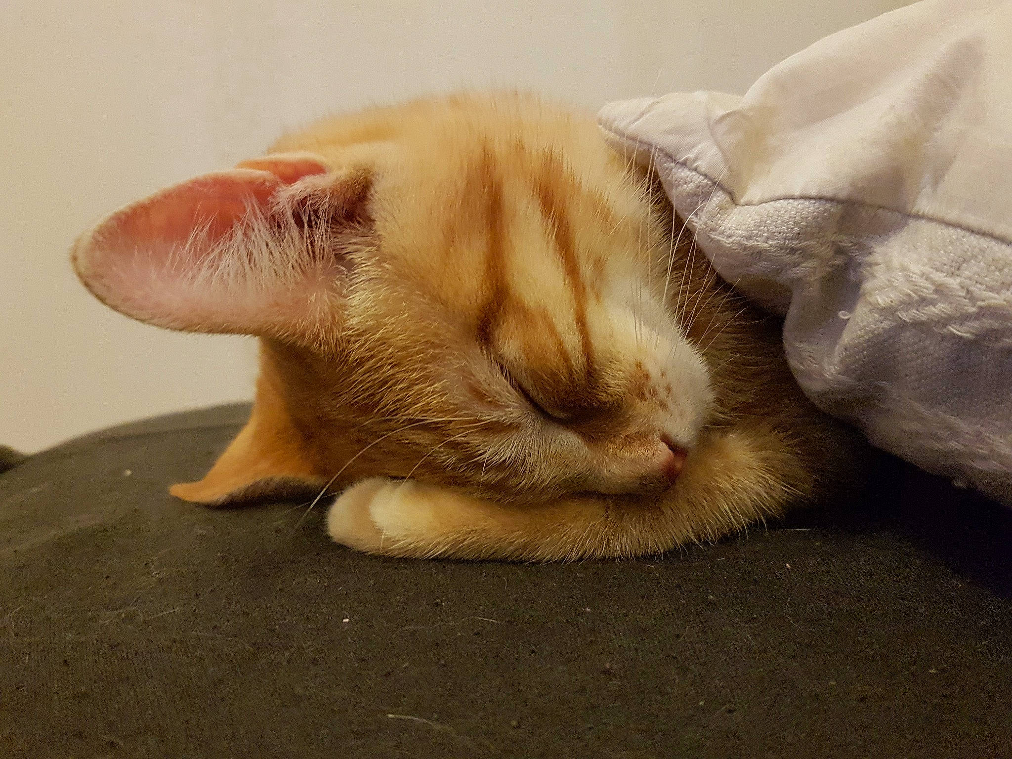 Garfield participe au concours pour gagner de l'argent avec cette photo : asian, carnivore, cat, claw, ear, fawn, felidae, fur, nap, nose, paw, sleep, small_to_medium_sized_cats, snout, tail, whiskers