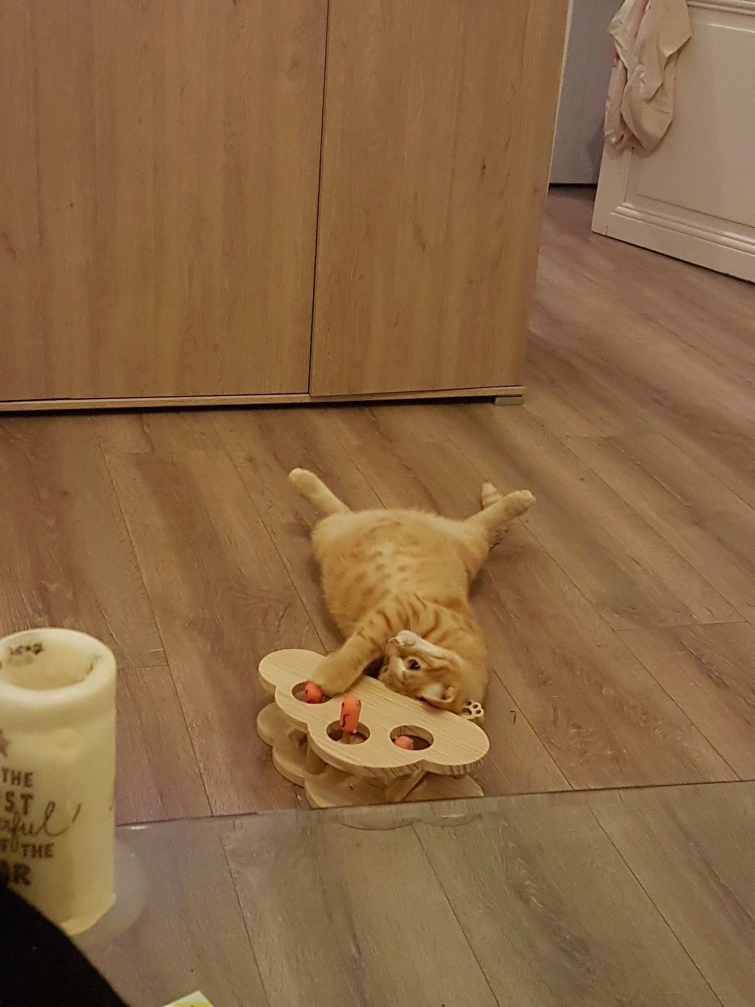 Garfield participe au concours pour gagner de l'argent avec cette photo : beige, cat, fawn, felidae, floor, flooring, hardwood, laminate_flooring, plywood, tail, tile, wood, wood_flooring