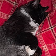 Bob participe au concours pour gagner de l'argent avec cette photo : cat, sleeping, black_and_white, feline, fur, plaid_blanket, cozy, resting, indoor, pet, cute, whiskers, paw, relaxed, animal, domestic_cat, soft, cuddly, napping, closeup