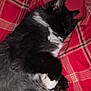 cat, sleeping, black_and_white, feline, fur, plaid_blanket, cozy, resting, indoor, pet, cute, whiskers, paw, relaxed, animal, domestic_cat, soft, cuddly, napping, closeup