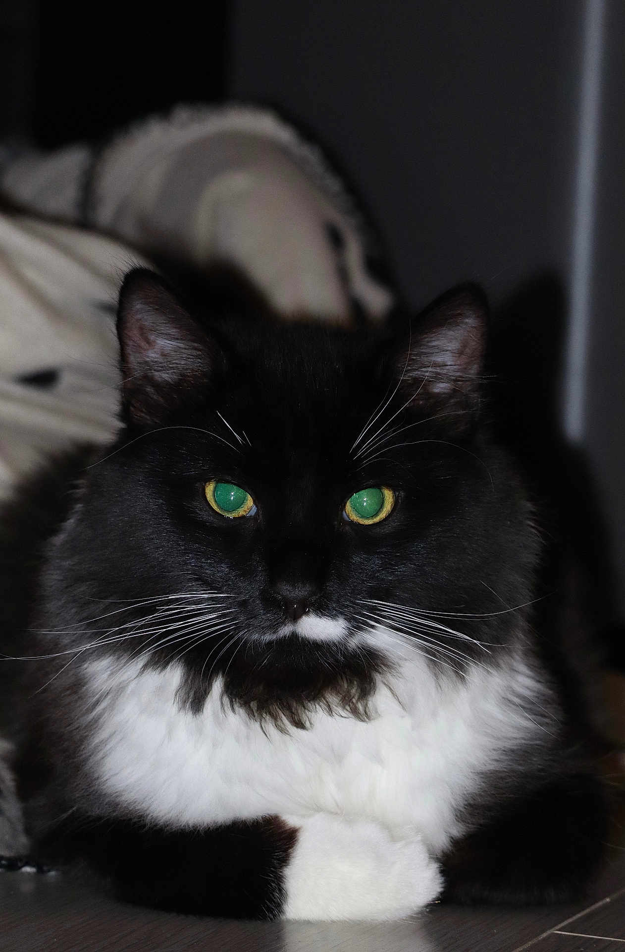 Bob a rejoint le concours — aidez-le/la à gagner de superbes lots ! cat, black_and_white, fluffy, green_eyes, whiskers, pet, animal, feline, indoor, portrait, cute, closeup, relaxed, lying_down, paws, fur, muzzle, domestic_cat, calm, looking_at_camera