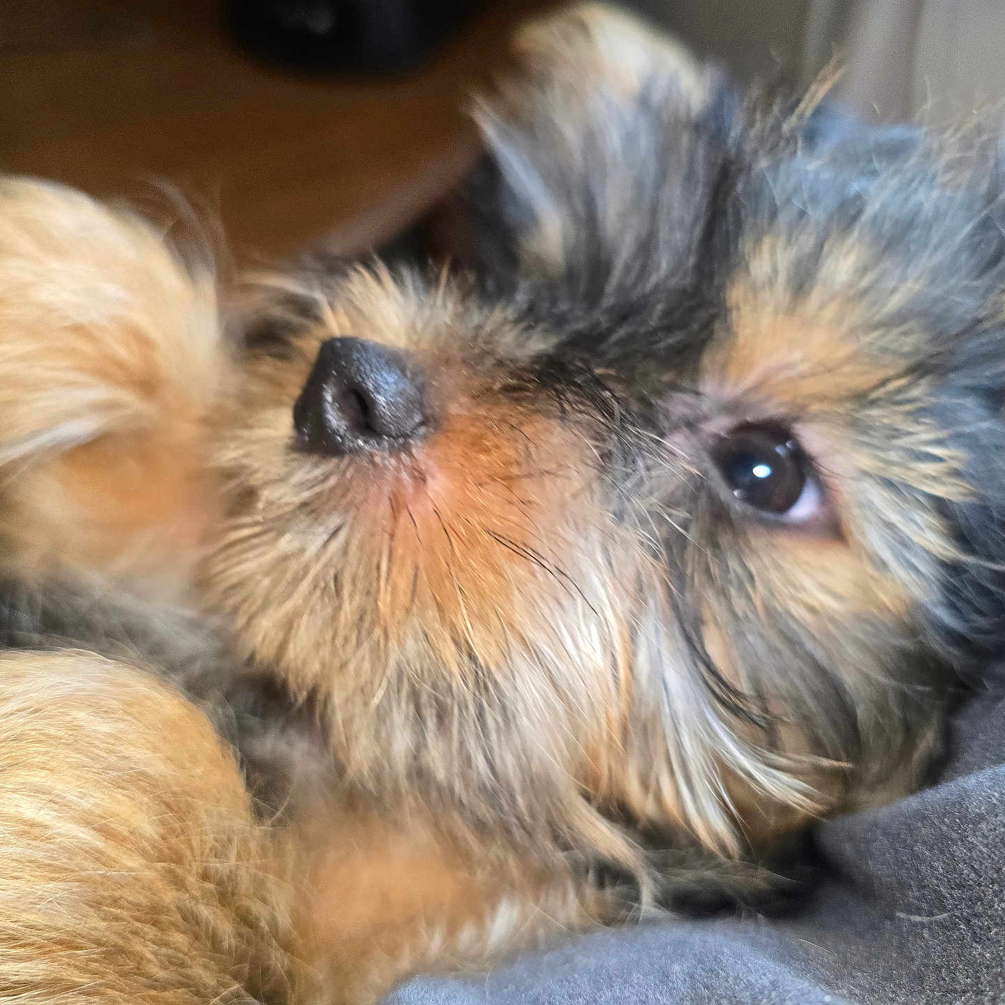 Mr Bear