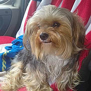 Mr Wiggles joined the competition — help win amazing prizes! dog, fluffy, long_hair, small_dog, pet, canine, indoors, blanket, red, white, blue, vehicle_interior, seat, window, fur, cute, animal, companion, relaxed, side_view
