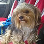 dog, fluffy, long_hair, small_dog, pet, canine, indoors, blanket, red, white, blue, vehicle_interior, seat, window, fur, cute, animal, companion, relaxed, side_view